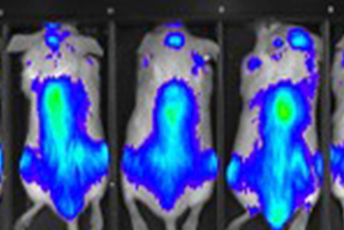 Preclinical in vivo imaging using IVIS provides real time analysis.