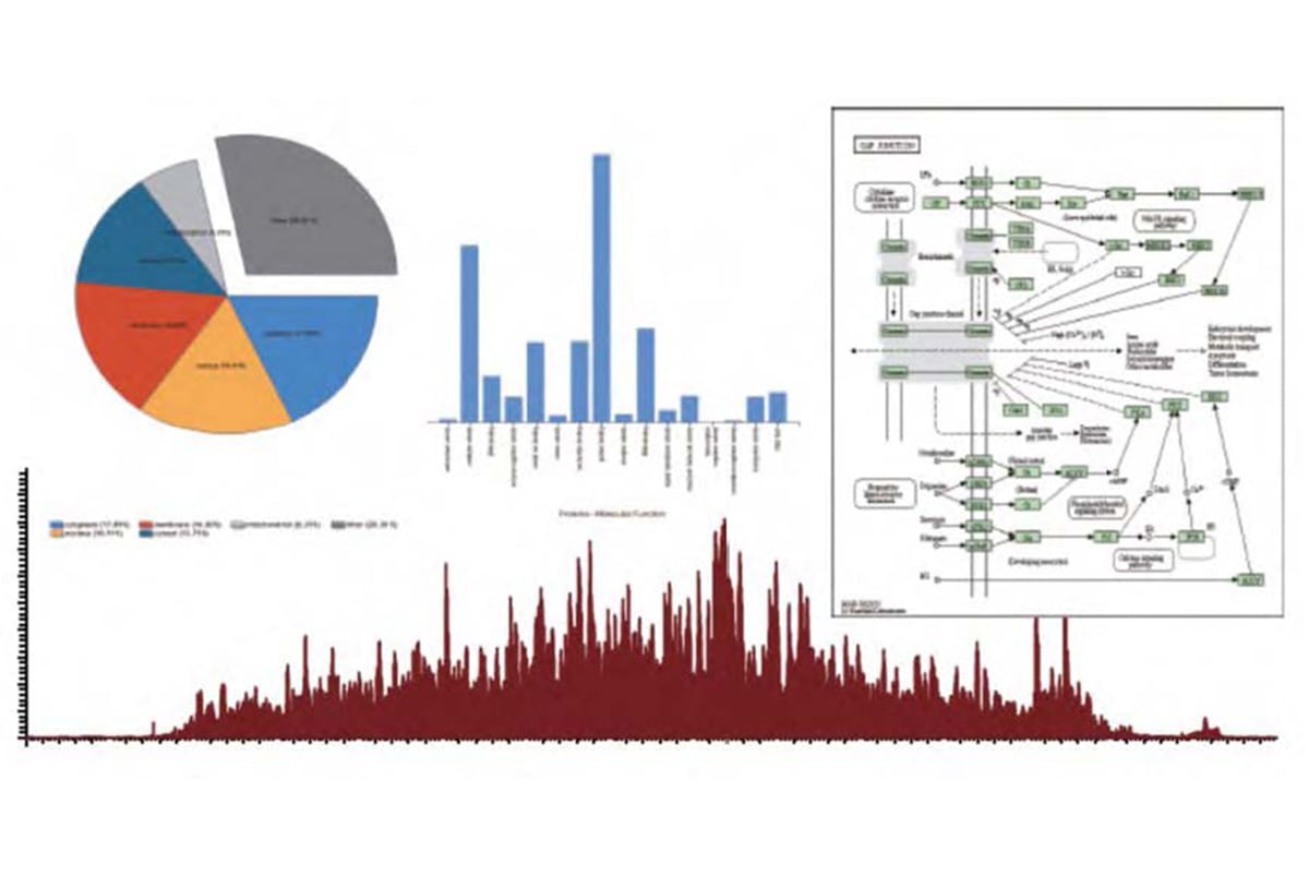 The process of Label-free Data Independent Aquisition (DIA) 4D Quantitative Proteomics Research.