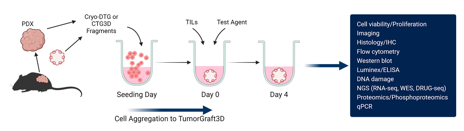 Autologous TumorGraft3D Co-Culture Workflow Autologous TumorGraft3D Co-Culture Workflow