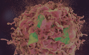 model-spotlight_ctg-2992-exon-20-egfr-mutation