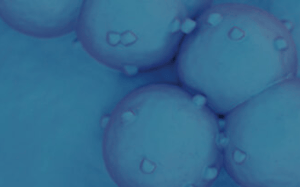 pdx-model-cohort_nsclc_sq
