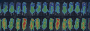 research-platform_preclinical-in-vivo-imaging