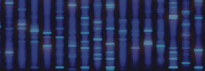research-platform_western-blot