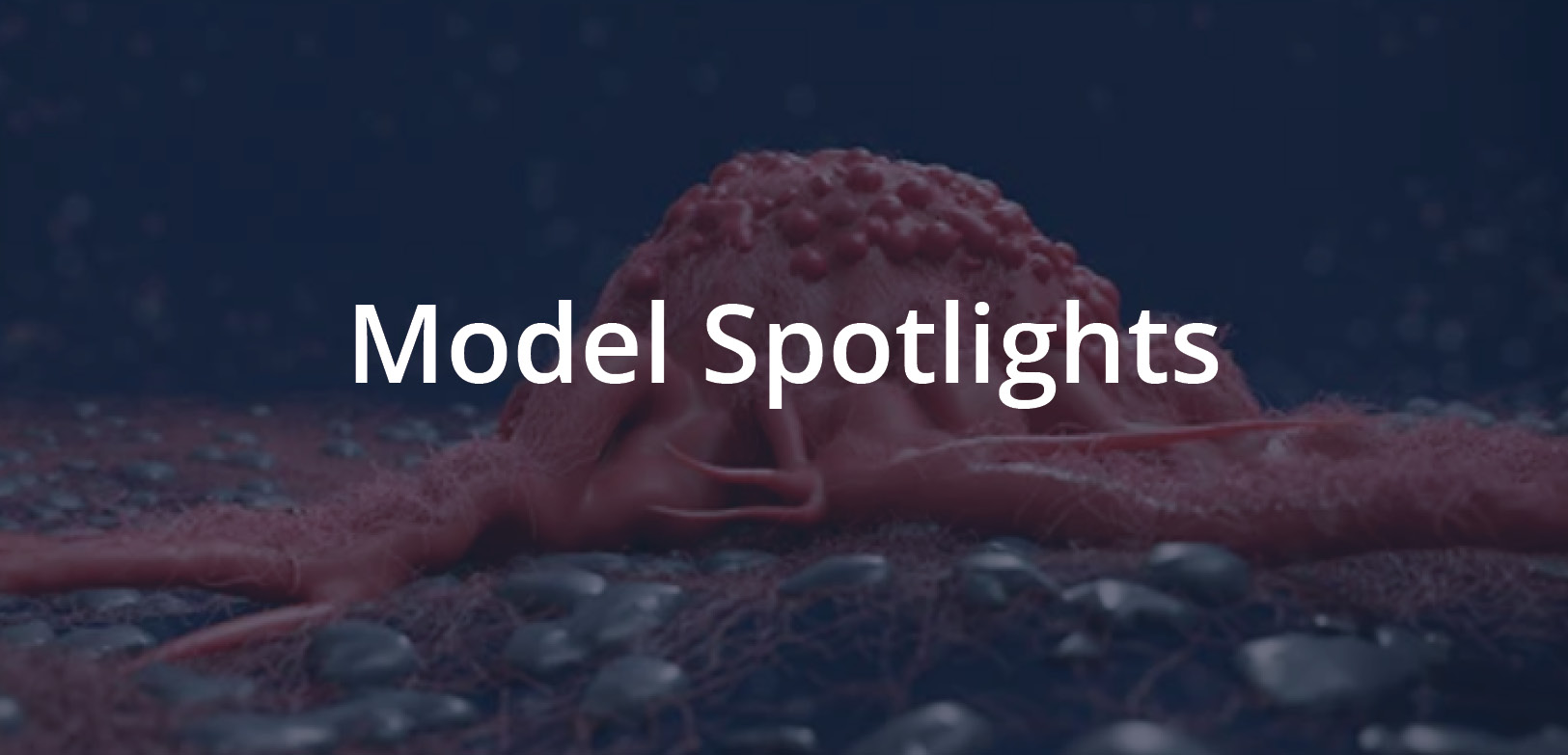 Model Spotlights