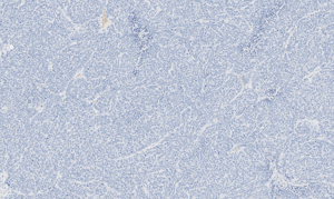histology