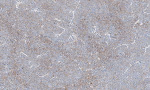 histology