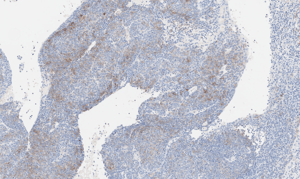 histology