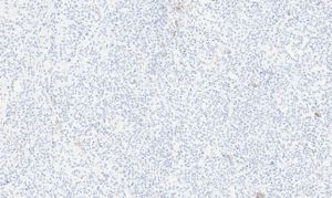 histology