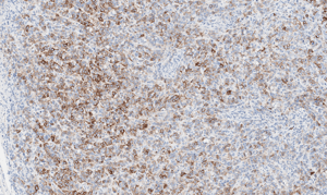 histology