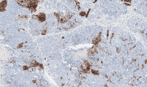 histology