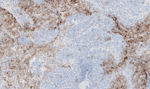 histology