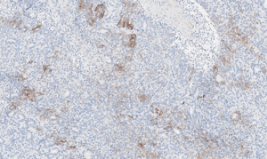 histology