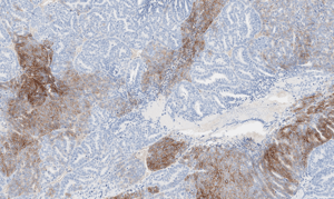 histology