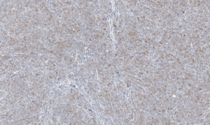 histology