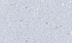 histology