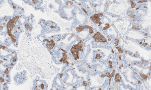 histology