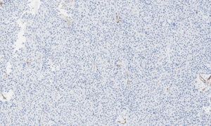 histology