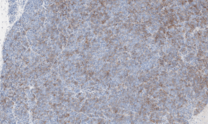 histology
