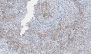 histology