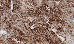 histology
