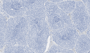 histology