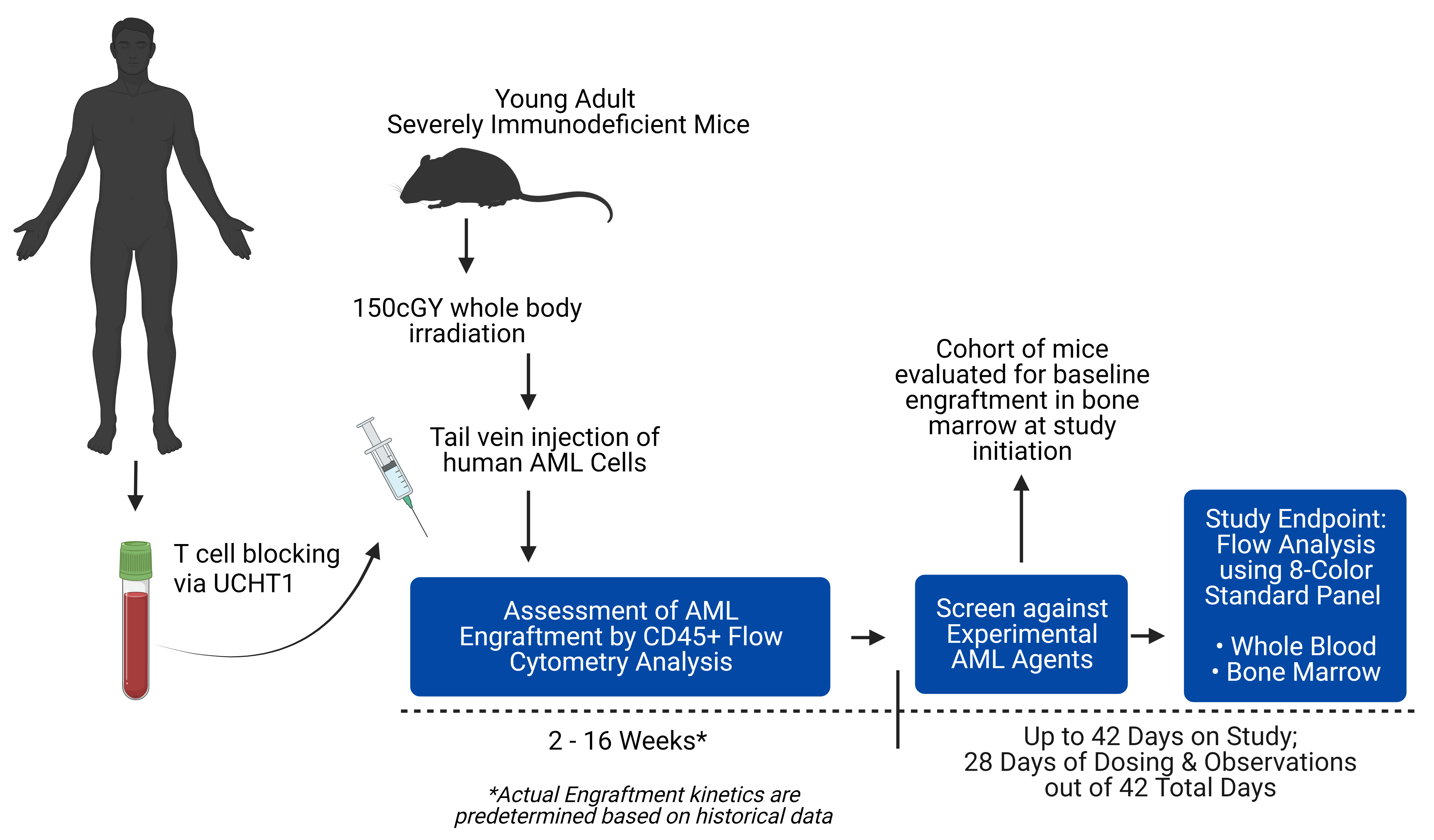 Systemic AML In vivo Screen Workflow_Oct22