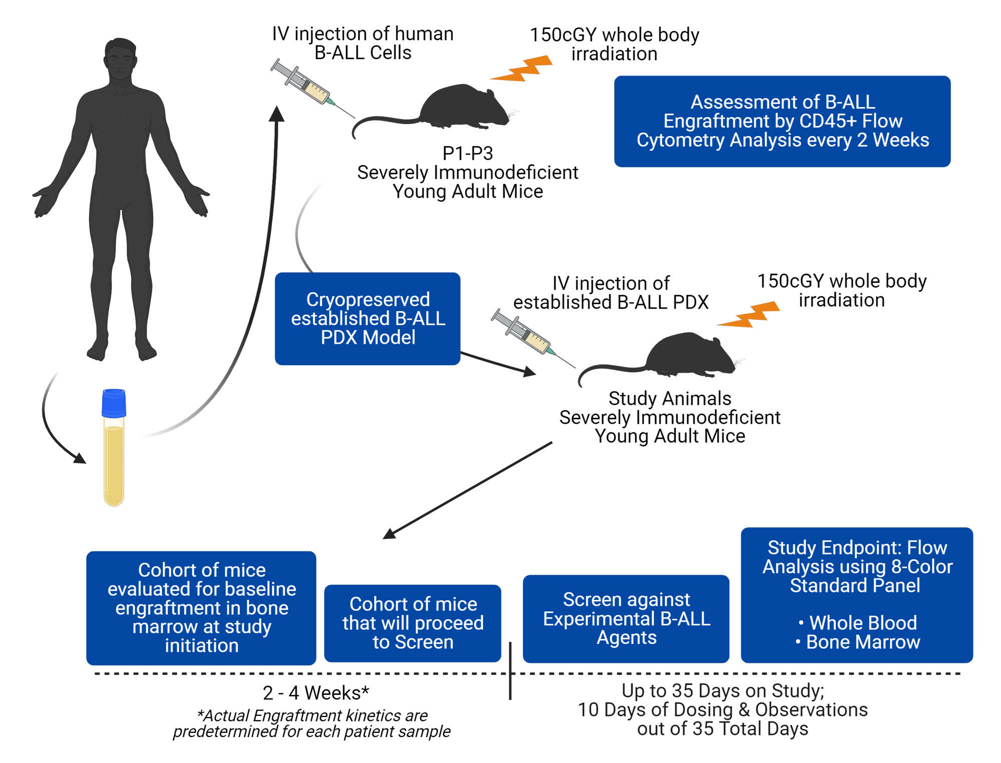 Systemic B-ALL In Vivo Screen - Study Design copy