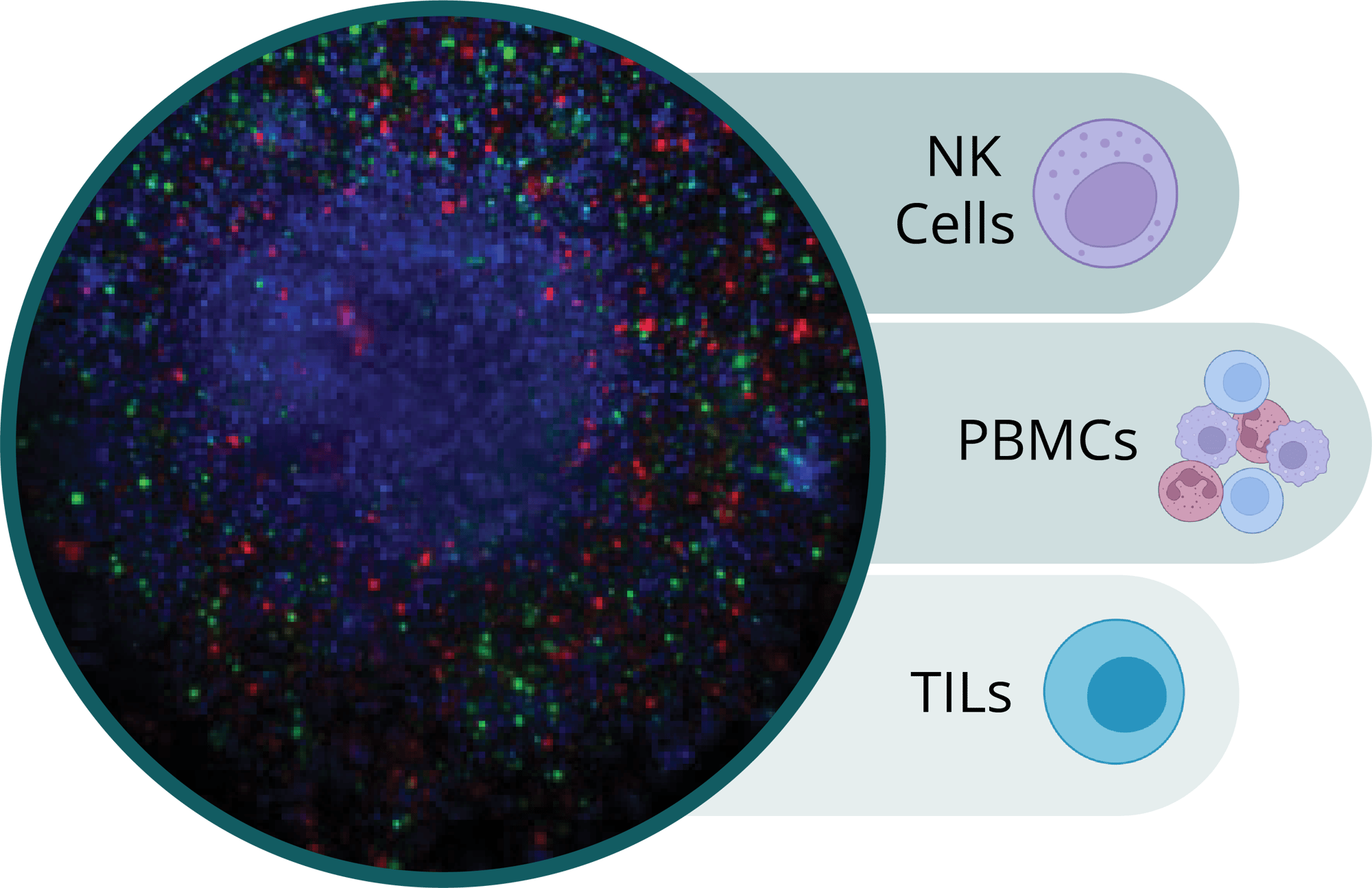 Co-culture assays can be completed with Tumors alongside NK Cells, PBMCs, or TILs.