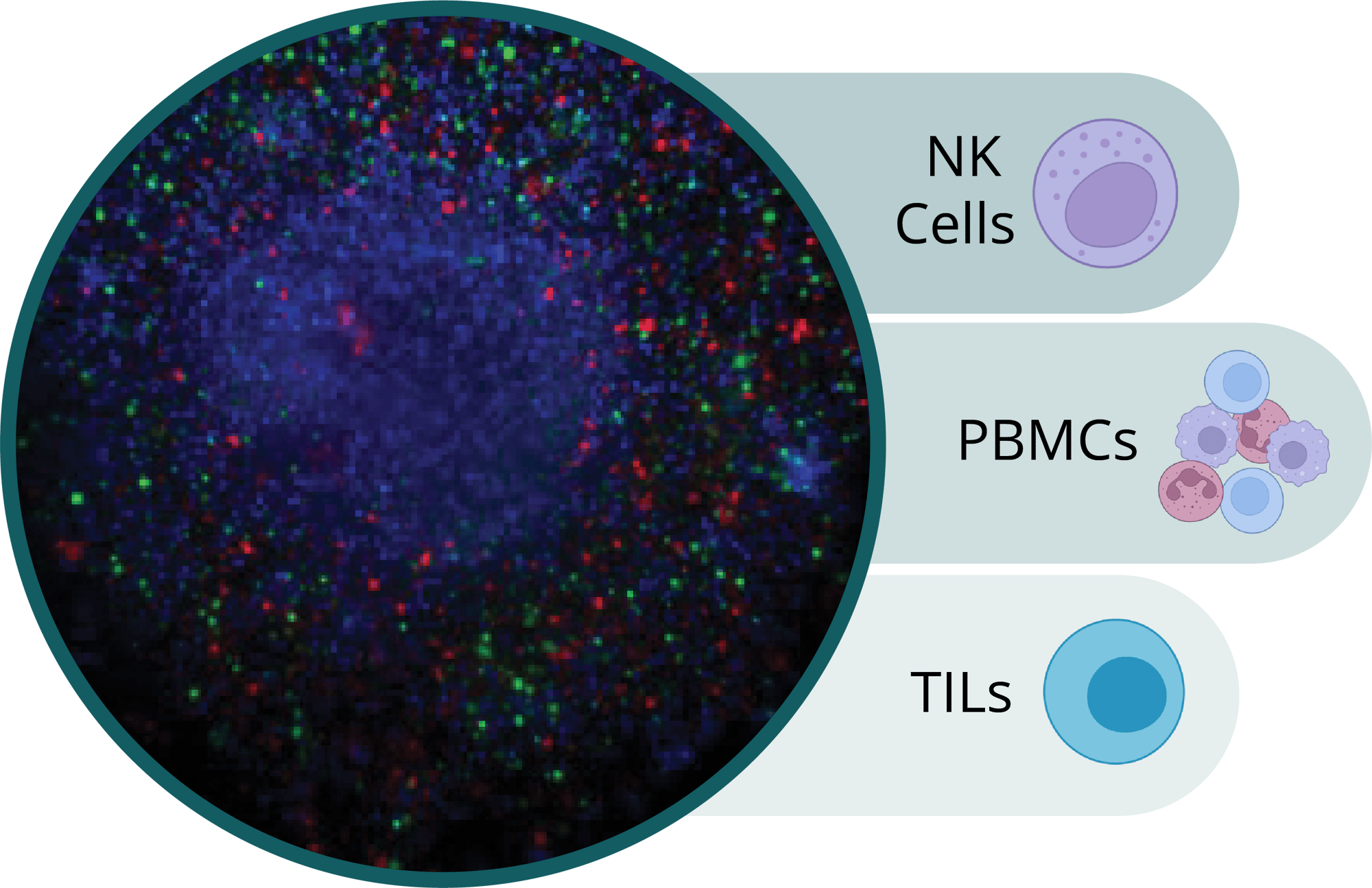 Co-culture assays can be completed with Tumors alongside NK Cells, PBMCs, or TILs. Co-culture assays can be completed with Tumors alongside NK Cells, PBMCs, or TILs.