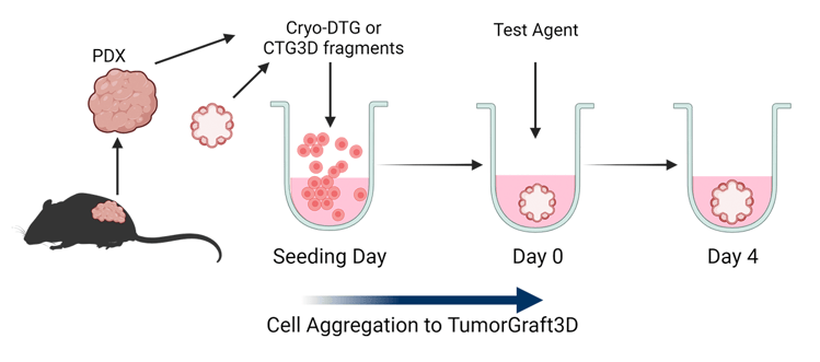 TumorGraft3D workflow: cryo-preserved fragments from PDX or PDX-derived organoids are suspended in culture media where they proliferate and aggregate into organoids and are treated with test agents to test drug efficacy.