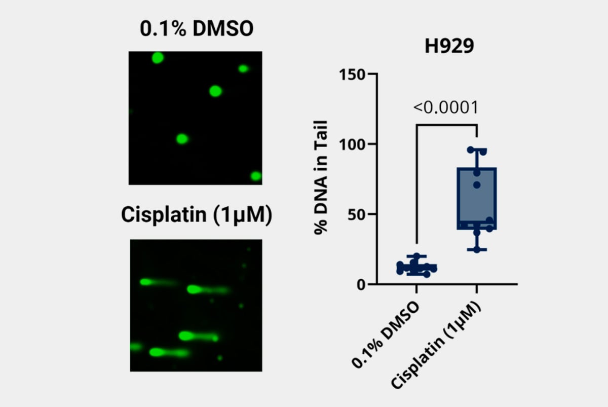 Comet assay results in H929 cell line in response to Cisplatin treatment.