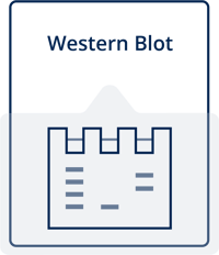 Western Blot