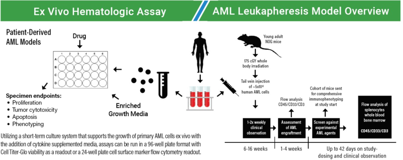AML Modeling Graphic AML Modeling Graphic
