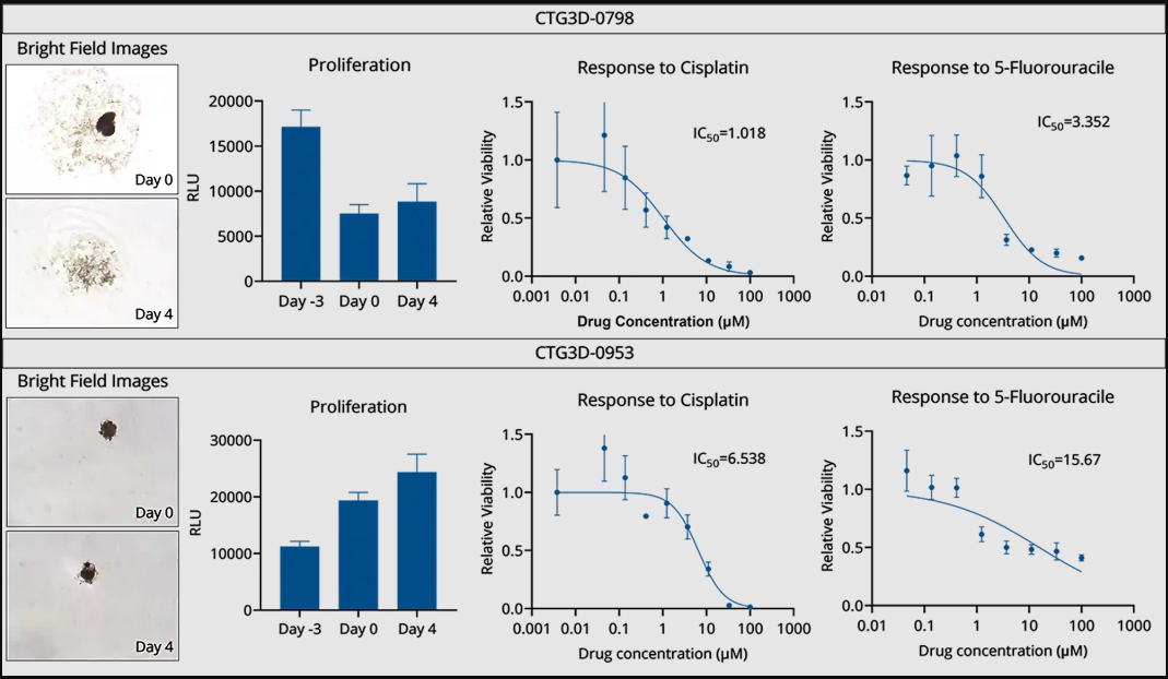 Head and Neck TumorGraft 3D Drug Response June 2024 Head and Neck TumorGraft 3D Drug Response June 2024
