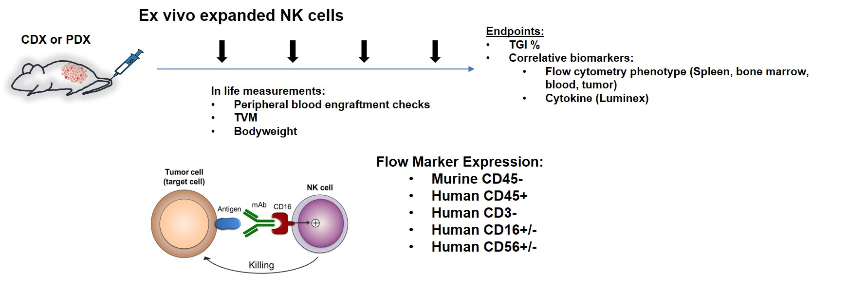NK Cell ImmunoGraft NK Cell ImmunoGraft