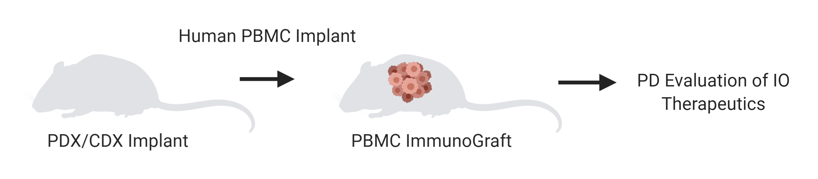 PBMC-Immunograft-Graphic PBMC-Immunograft-Graphic