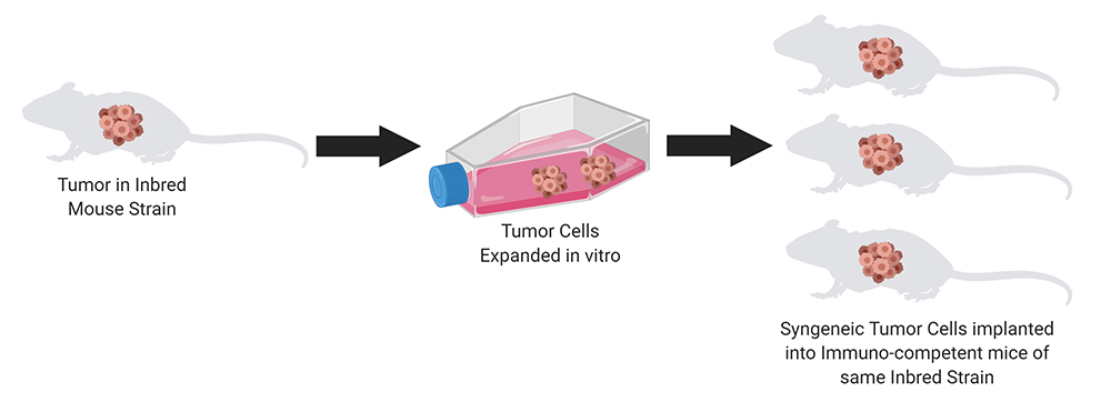 Syngeneic-Mouse-Model-Graphic_resized Syngeneic-Mouse-Model-Graphic_resized