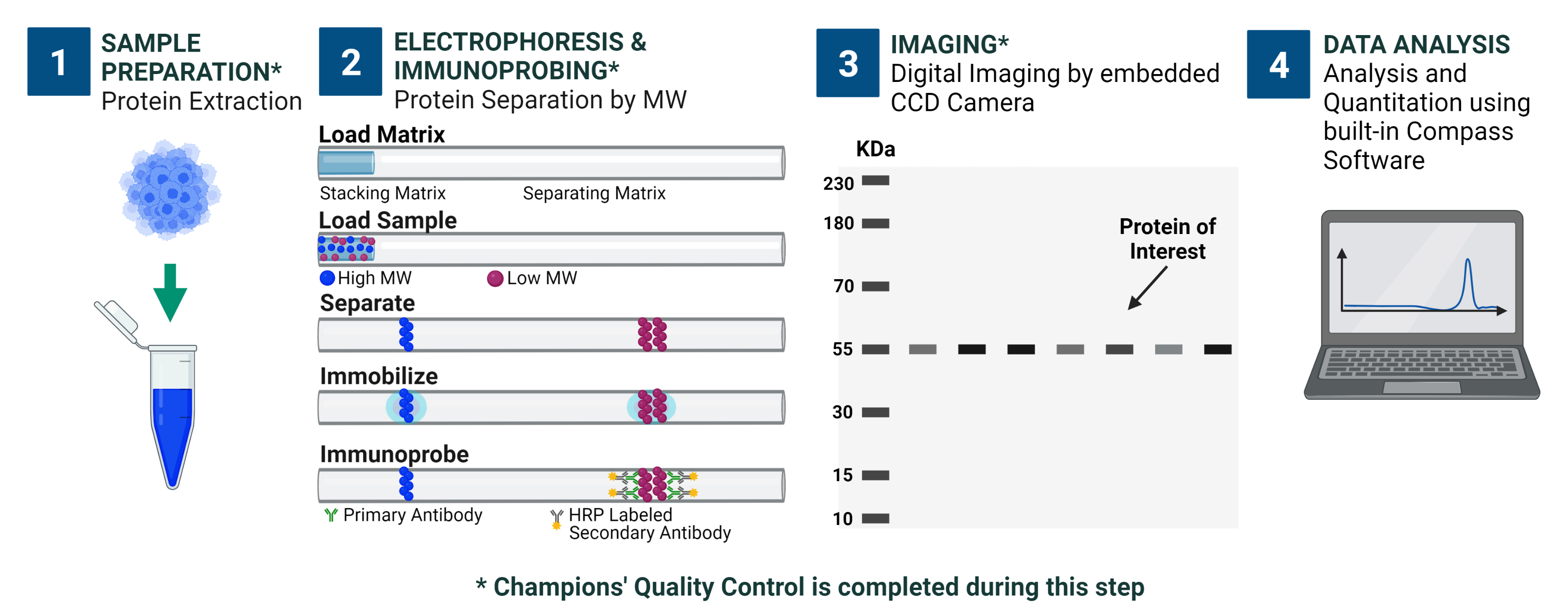 Western Blot Workflow Blue Western Blot Workflow Blue