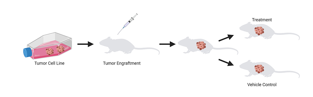 CDX Model & Drug Efficacy Evaluation | Drug Development Animal Models ...