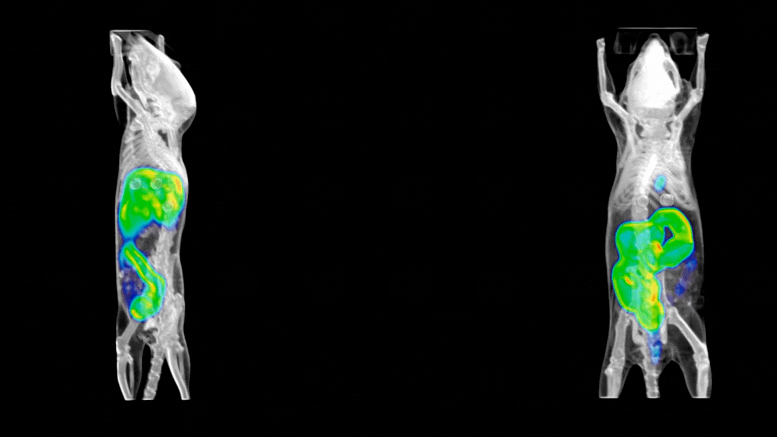 stock-pet-scan.mp4 stock-pet-scan.mp4